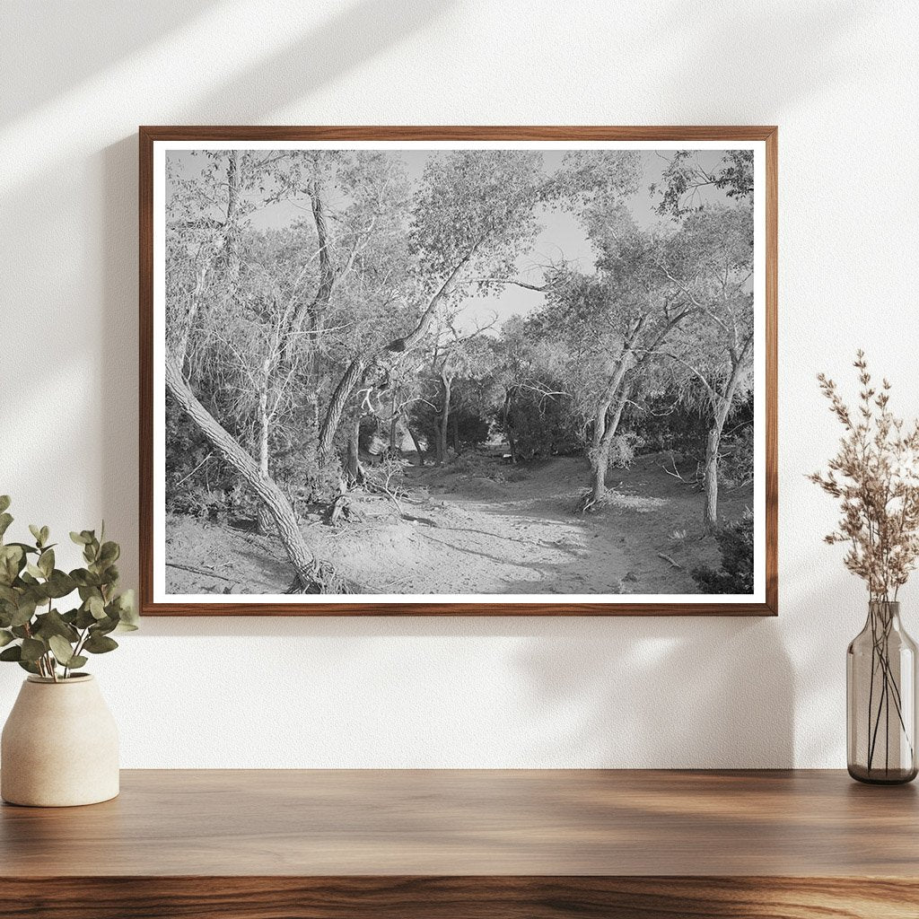 Road Through Woods in Pie Town New Mexico 1940