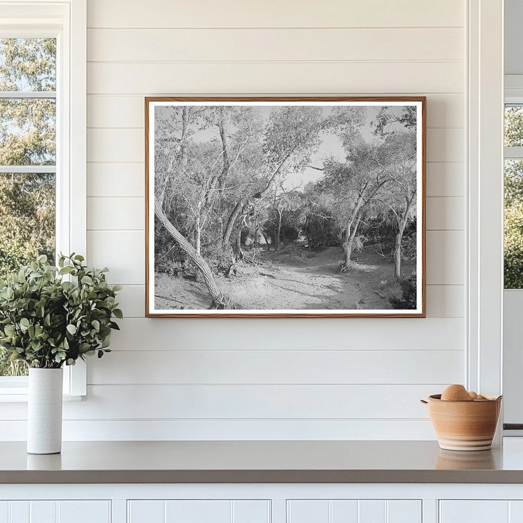 Road Through Woods in Pie Town New Mexico 1940