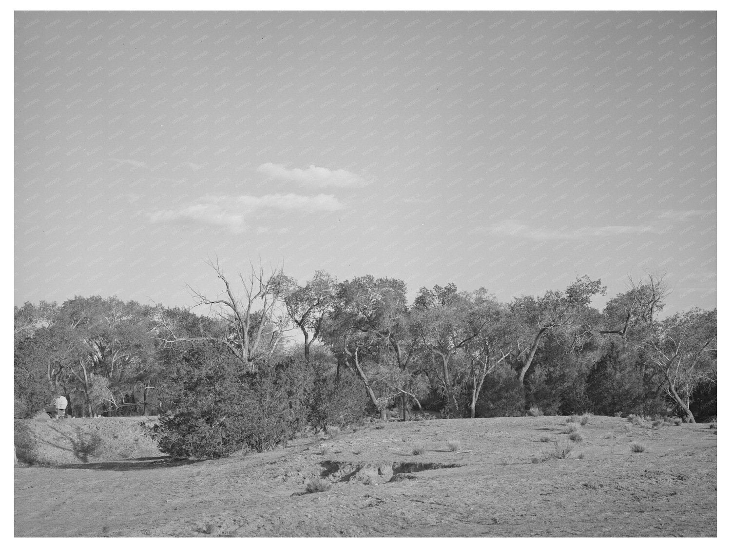 Cottonwood Grove Quemado New Mexico June 1940