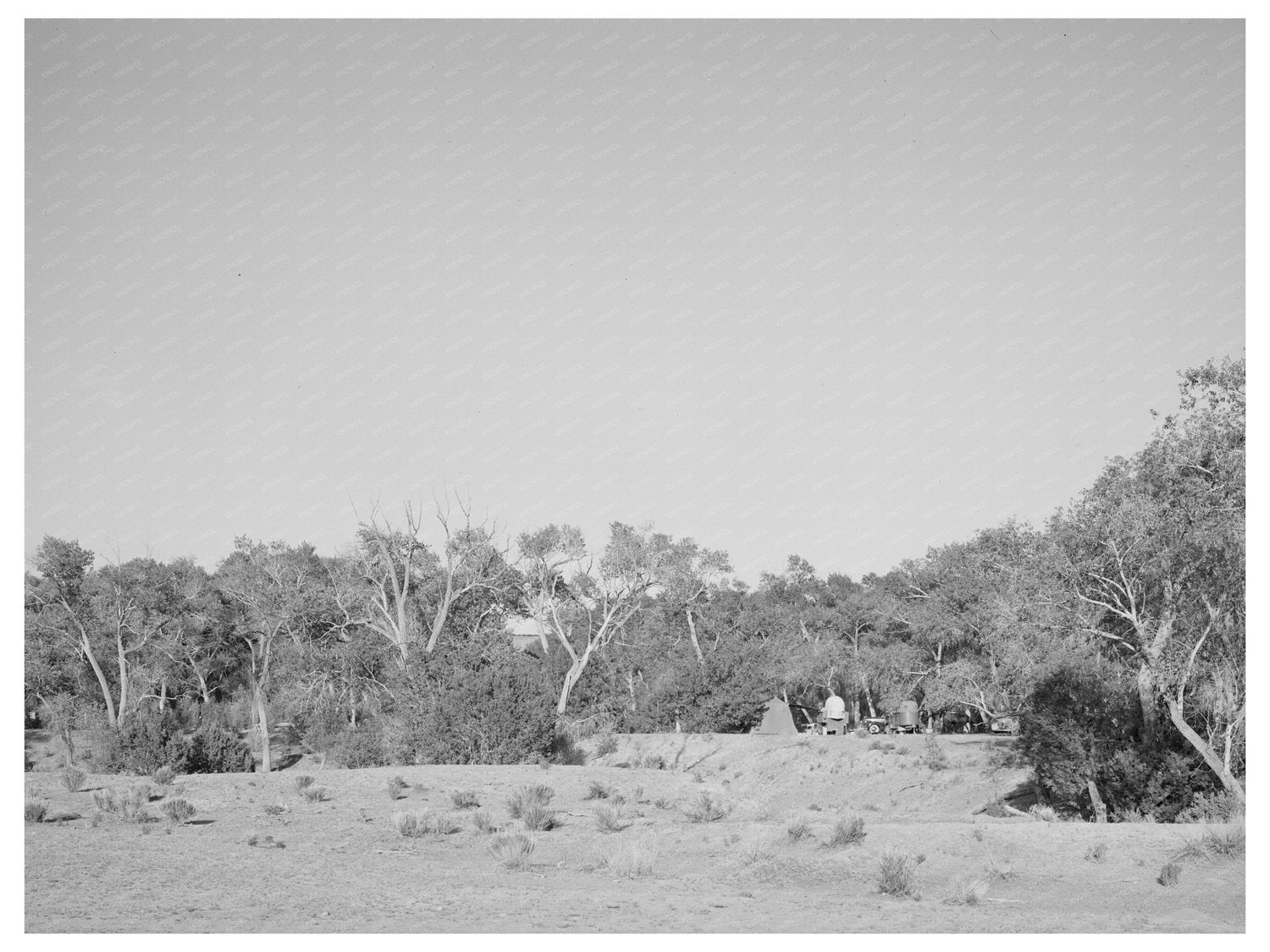 Cottonwood Grove Quemado New Mexico June 1940 Photo