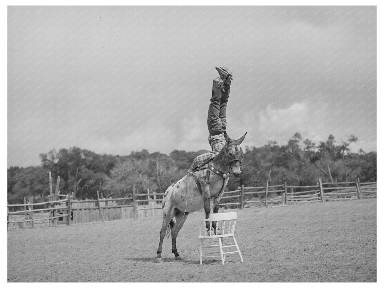 Clown on Horse at Quemado Rodeo New Mexico 1940