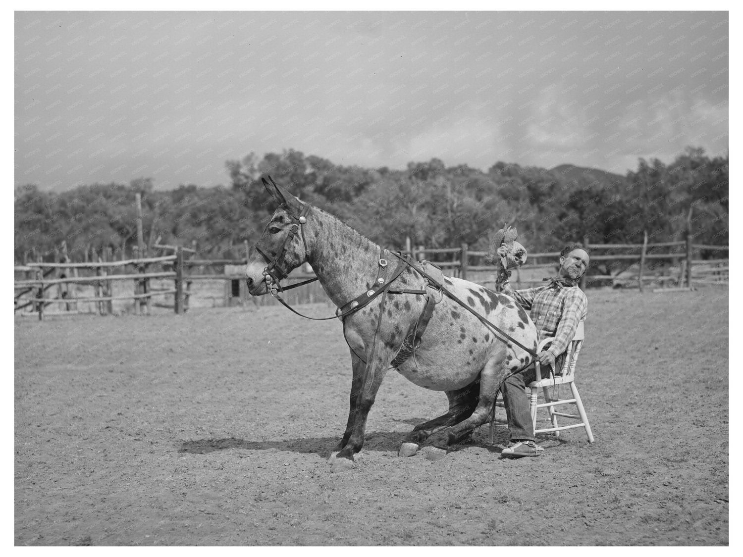 Clown Rider and Mule at 1940 Quemado Rodeo
