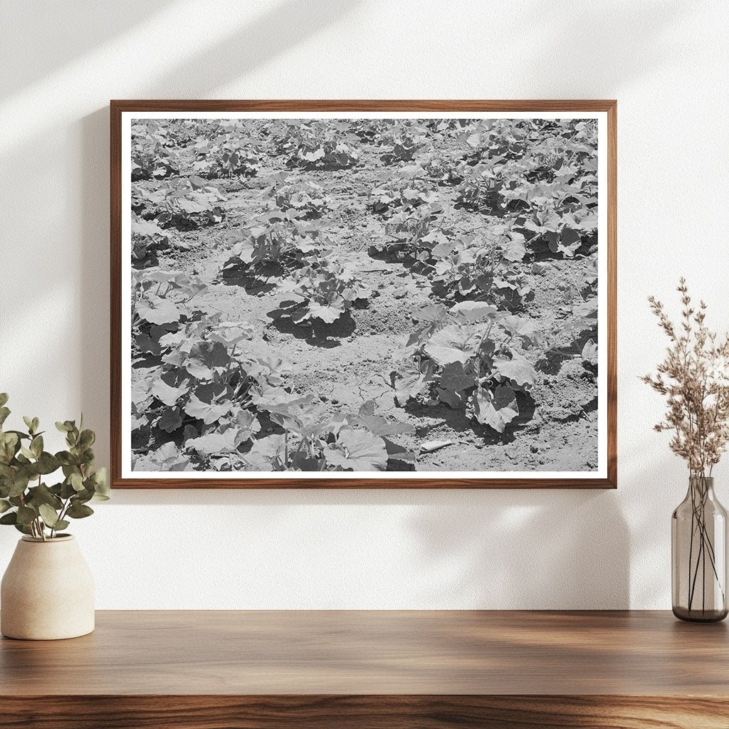 Pumpkin Vines in Chamisal New Mexico July 1940
