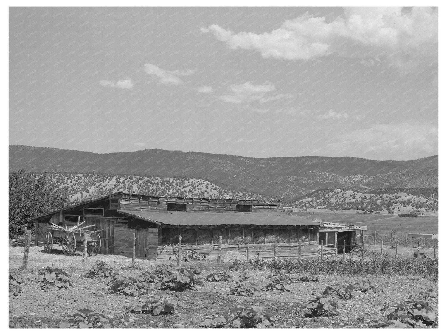 Hay and Cow Barn of Spanish-American Farmer 1940
