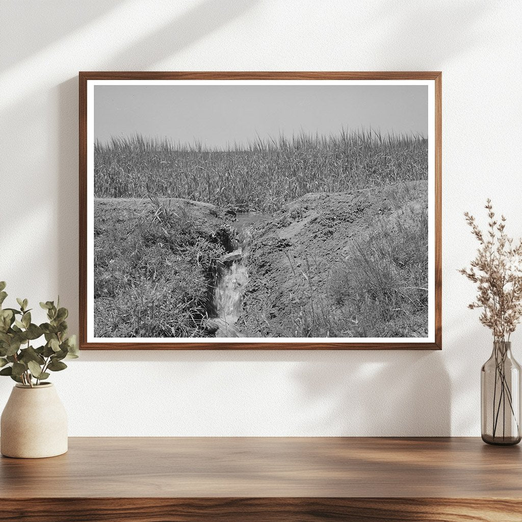 Chamisal New Mexico Irrigation Scene July 1940