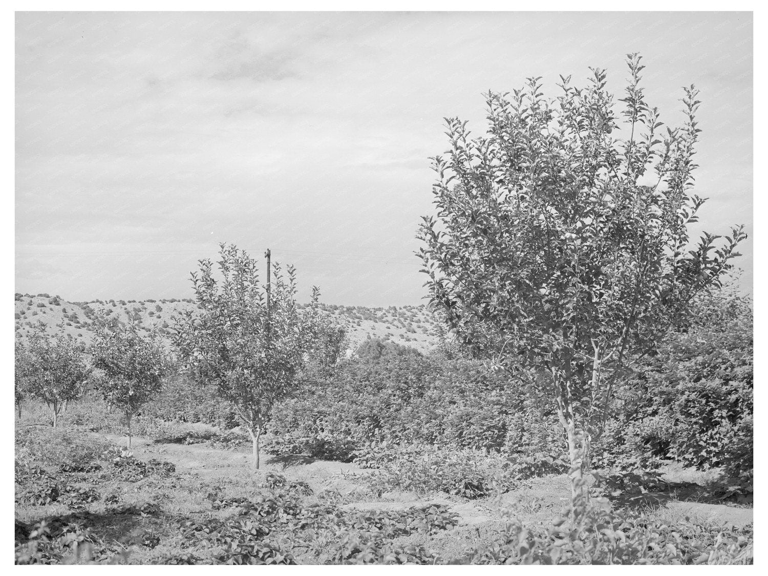 Orchard in Dixon New Mexico July 1940 FSA Collection