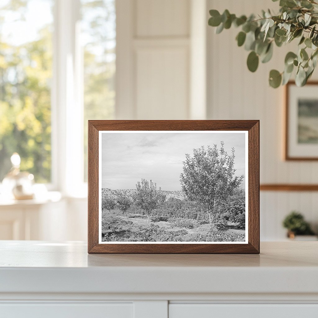 Orchard in Dixon New Mexico July 1940 FSA Collection