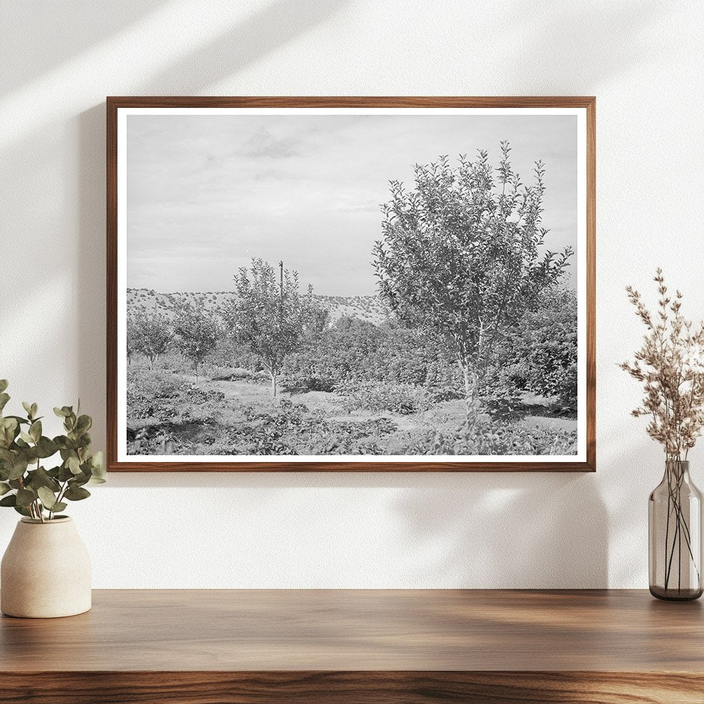 Orchard in Dixon New Mexico July 1940 FSA Collection