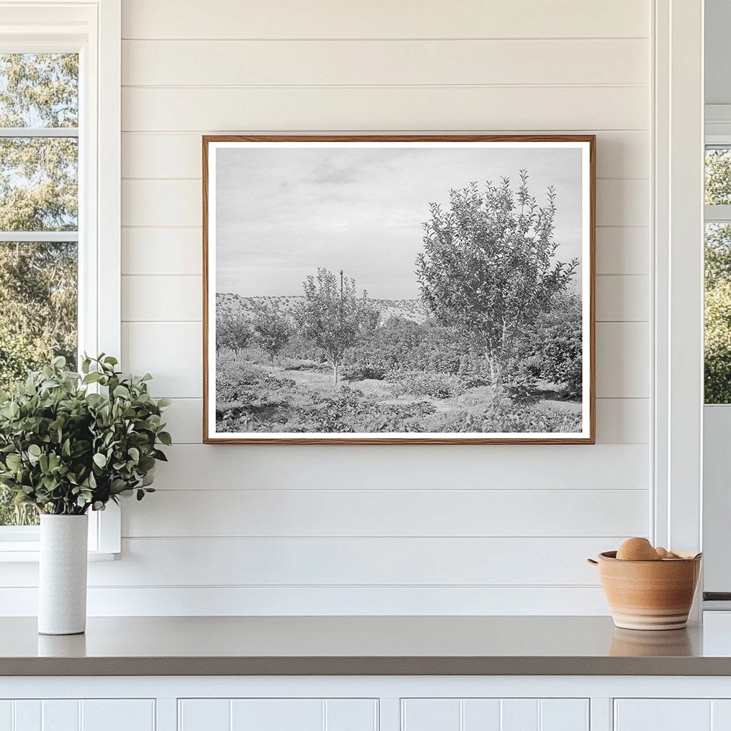 Orchard in Dixon New Mexico July 1940 FSA Collection