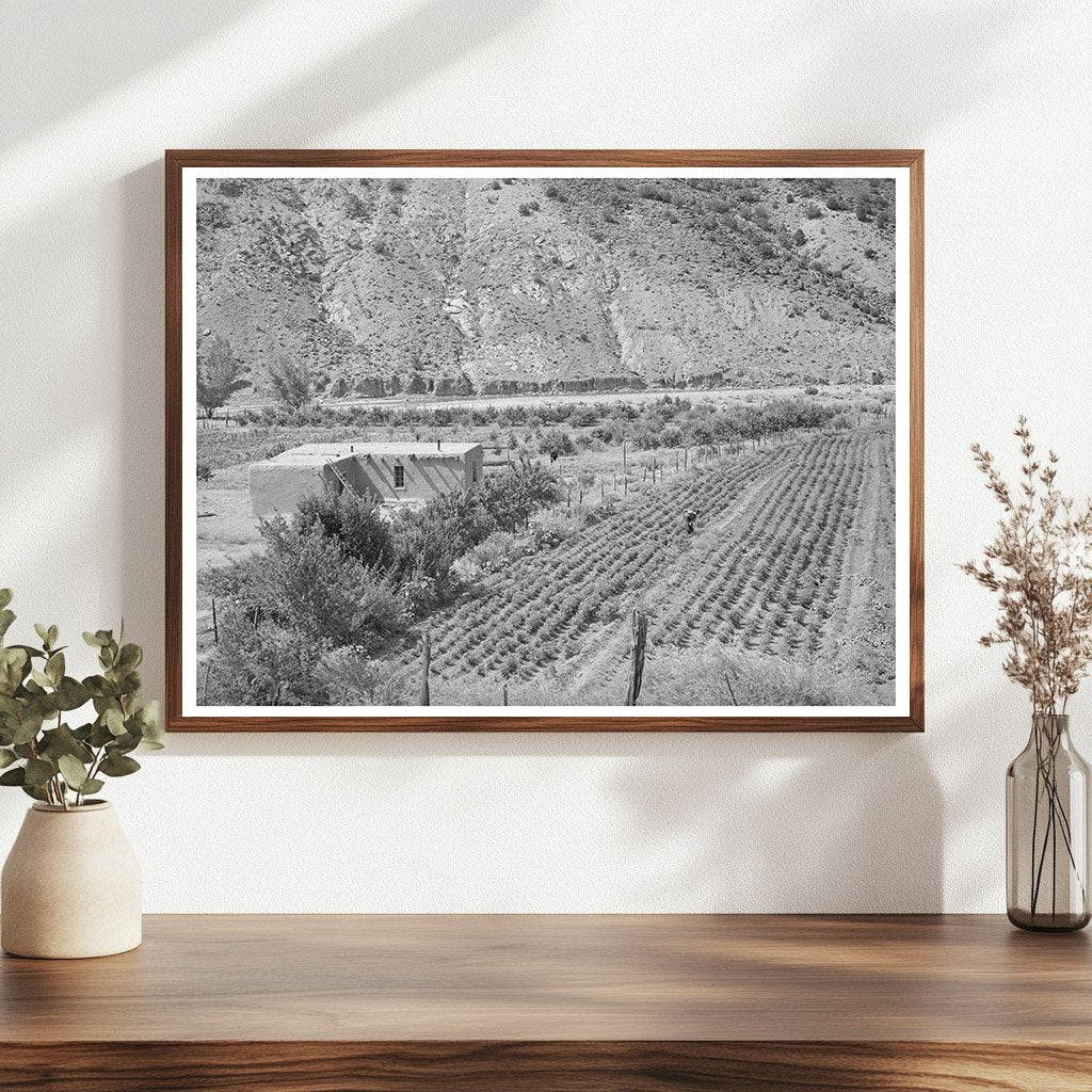Adobe House and Chili Peppers in Dixon New Mexico 1940
