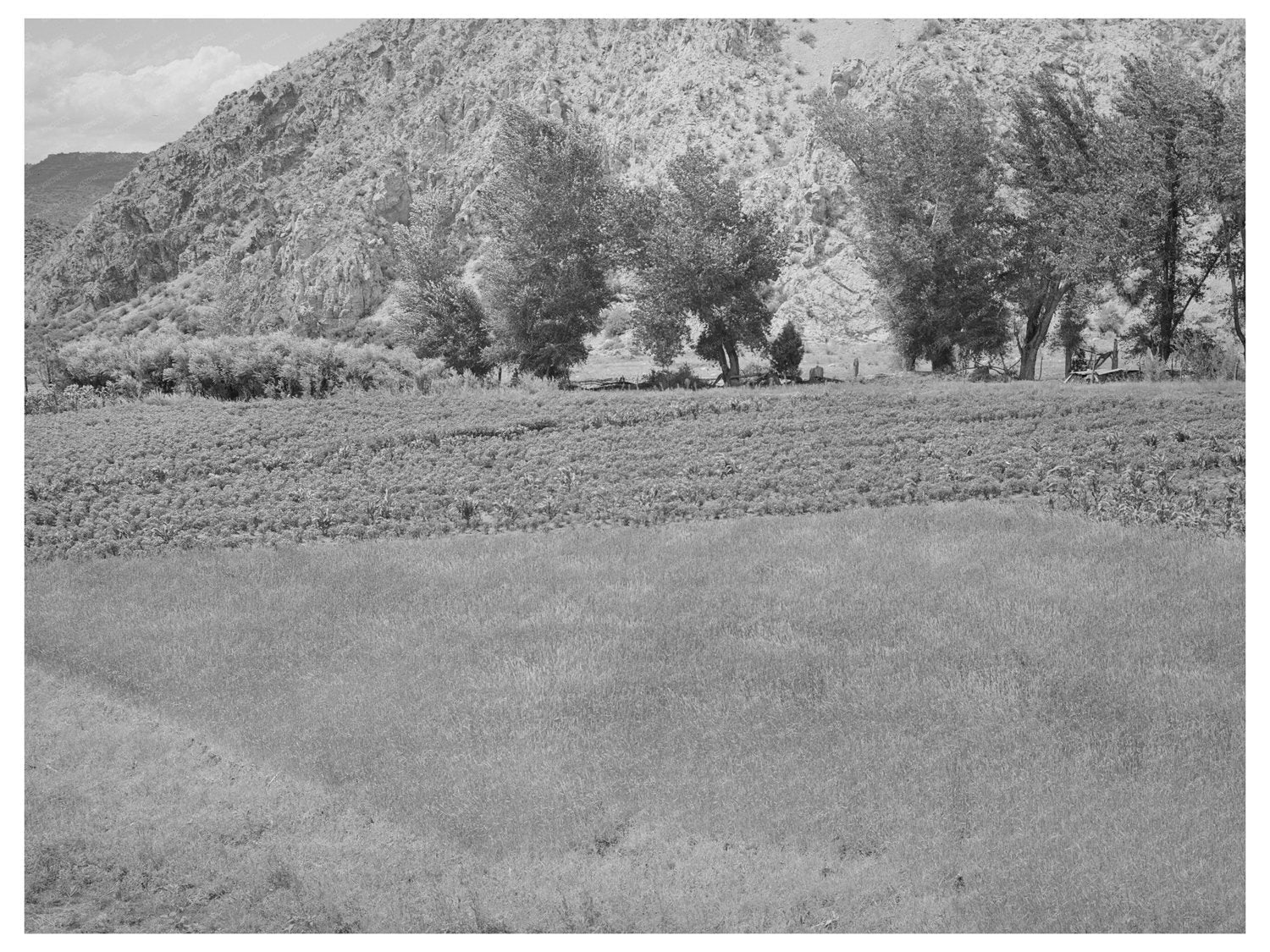 Dixon New Mexico Farm Scene Wheat Chili Peppers 1940