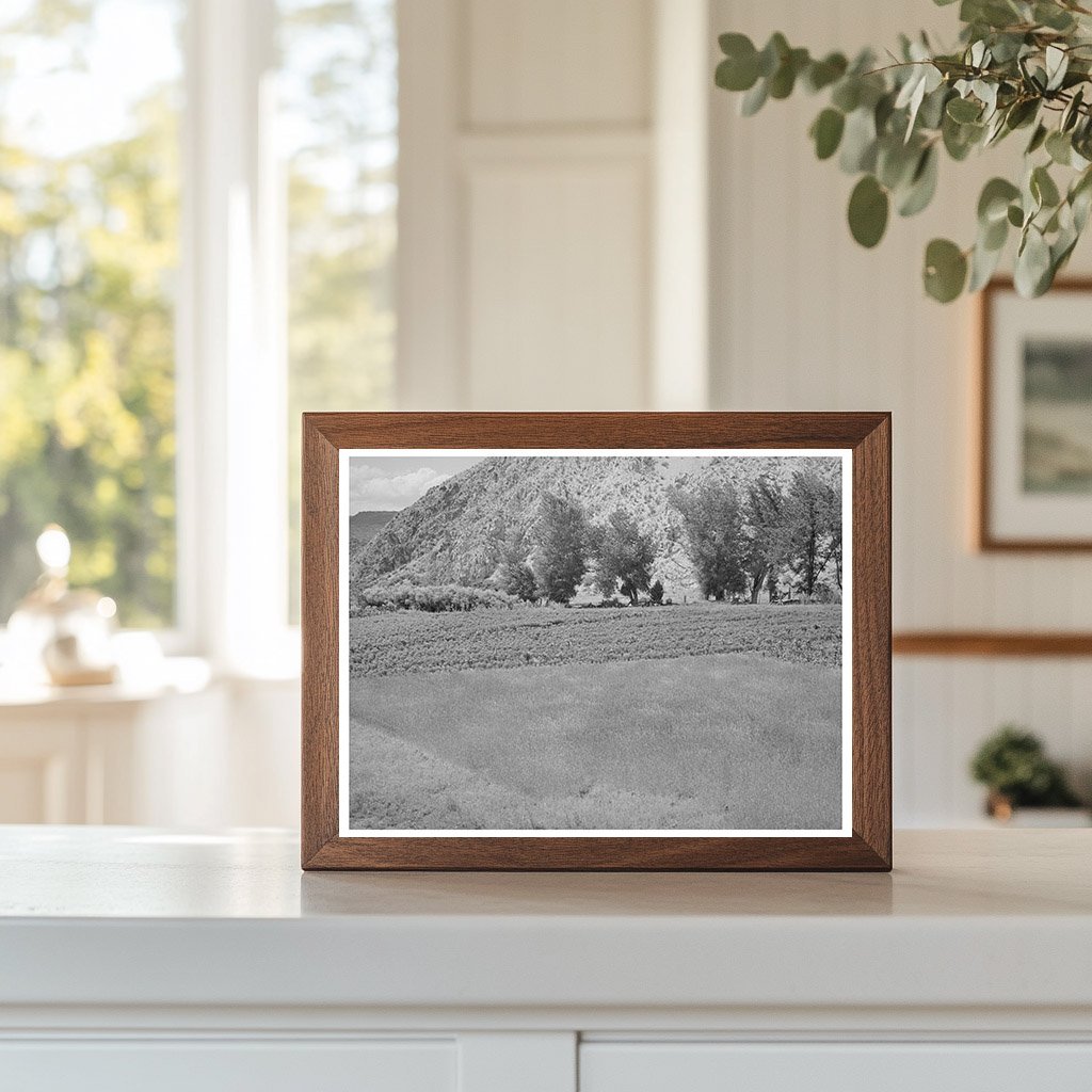 Dixon New Mexico Farm Scene Wheat Chili Peppers 1940
