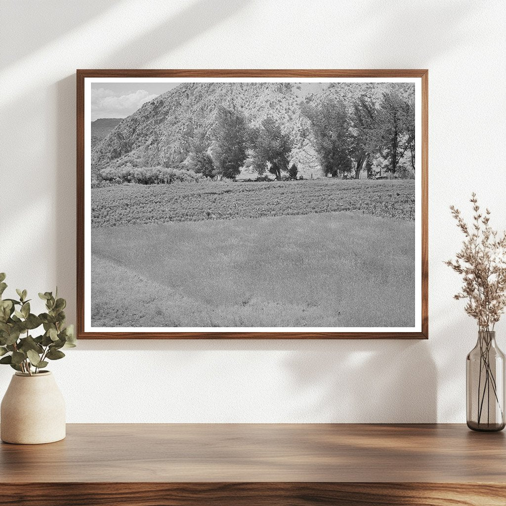 Dixon New Mexico Farm Scene Wheat Chili Peppers 1940