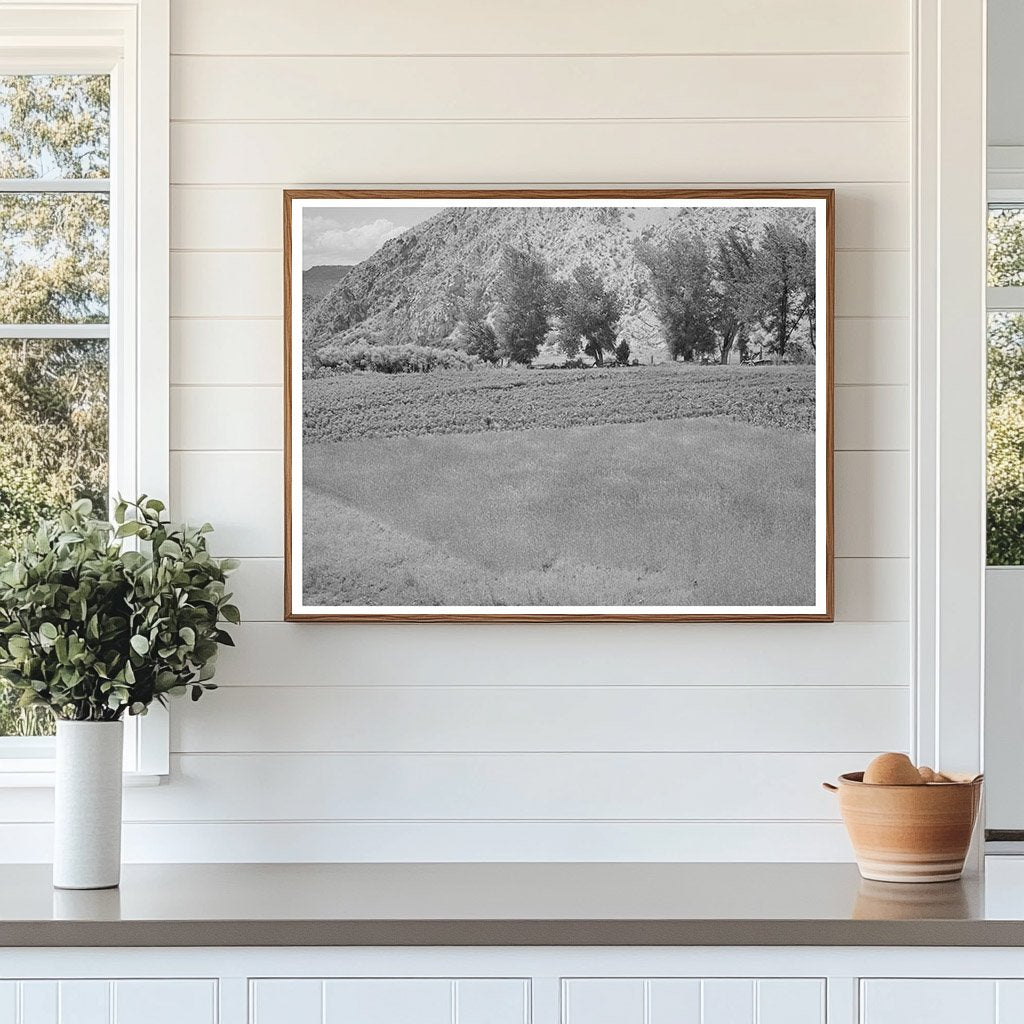 Dixon New Mexico Farm Scene Wheat Chili Peppers 1940