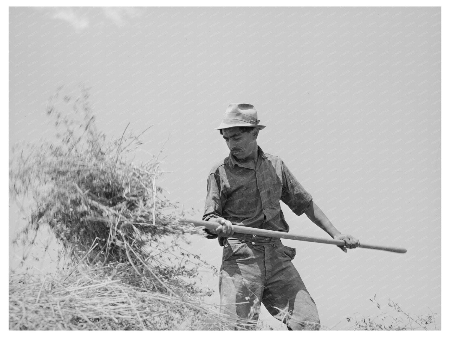 Spanish-American Farmer Pitching Hay Chamisal New Mexico 1940