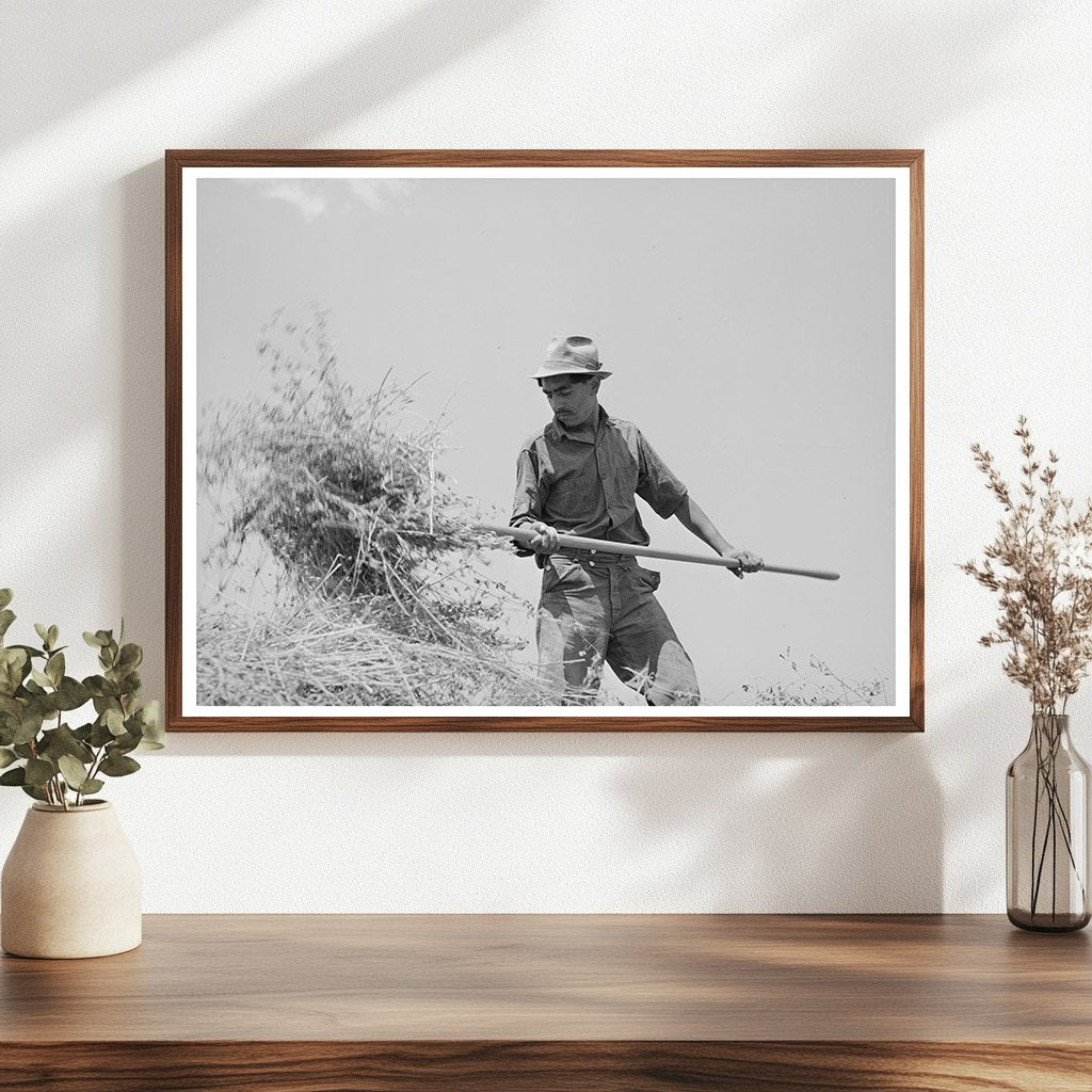Spanish-American Farmer Pitching Hay Chamisal New Mexico 1940