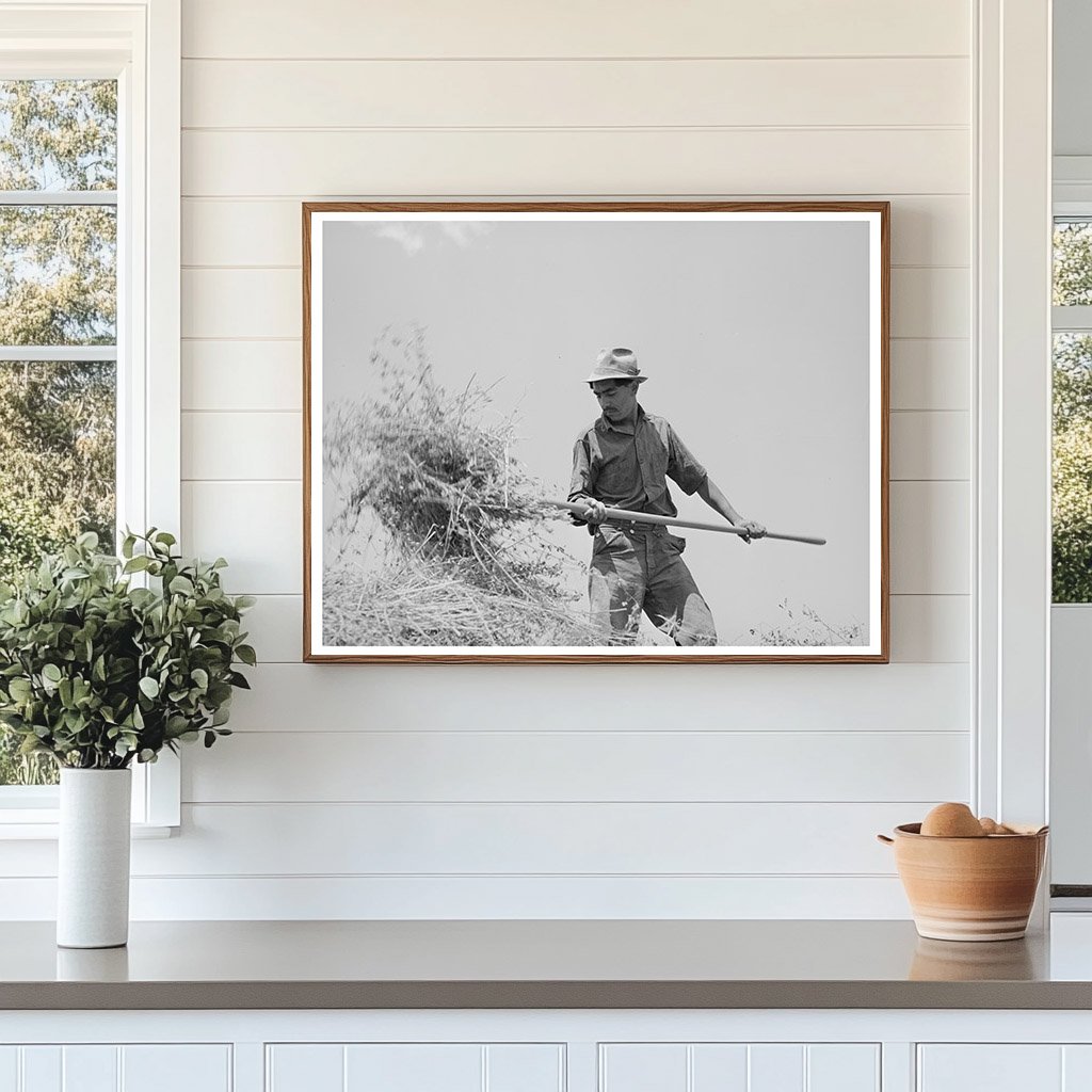 Spanish-American Farmer Pitching Hay Chamisal New Mexico 1940