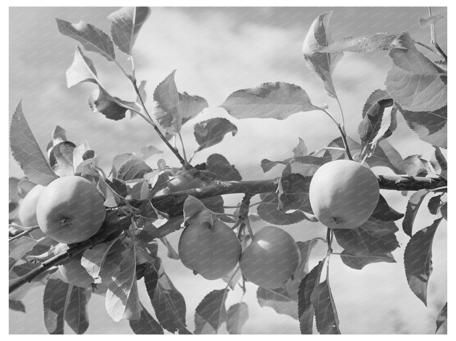 Apple Orchards Rio Pueblo Dixon New Mexico 1940