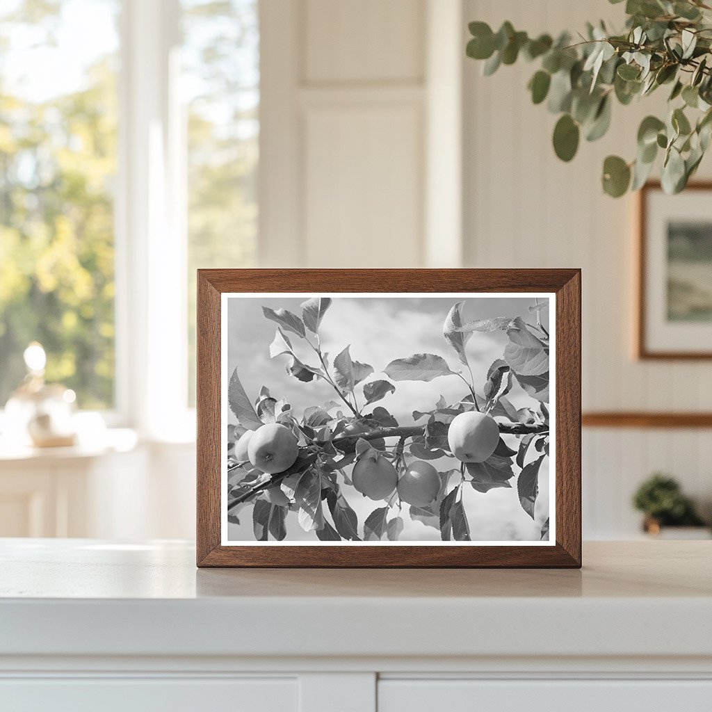 Apple Orchards Rio Pueblo Dixon New Mexico 1940