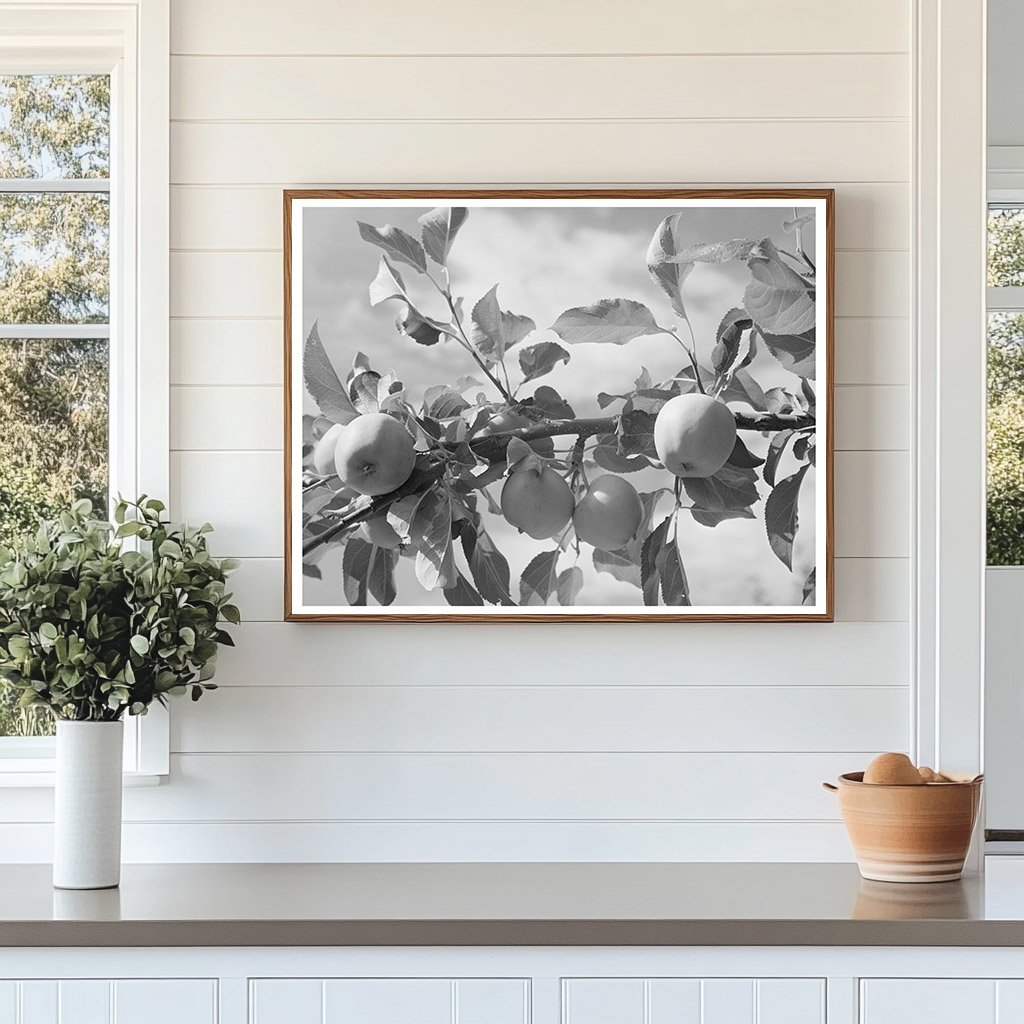 Apple Orchards Rio Pueblo Dixon New Mexico 1940