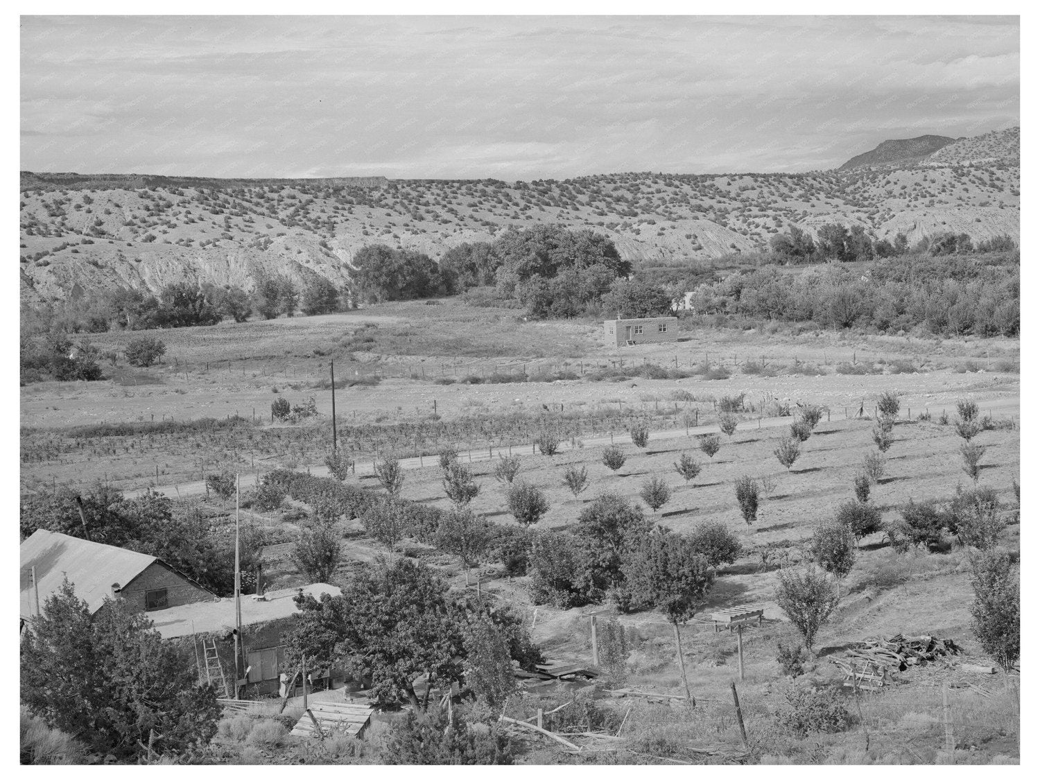 Dixon New Mexico Orchard July 1940 Vintage Photograph