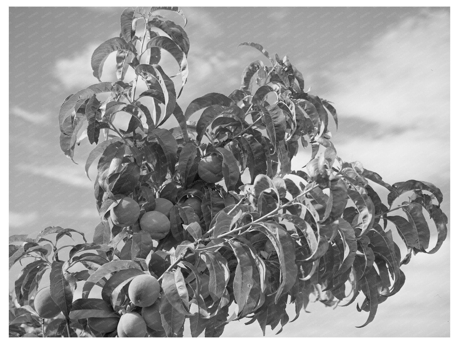 Peach Orchard in Dixon New Mexico July 1940
