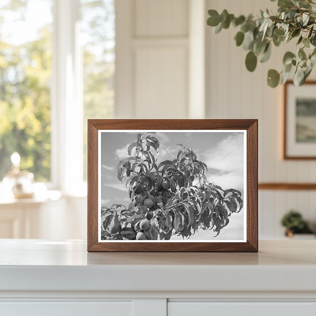 Peach Orchard in Dixon New Mexico July 1940