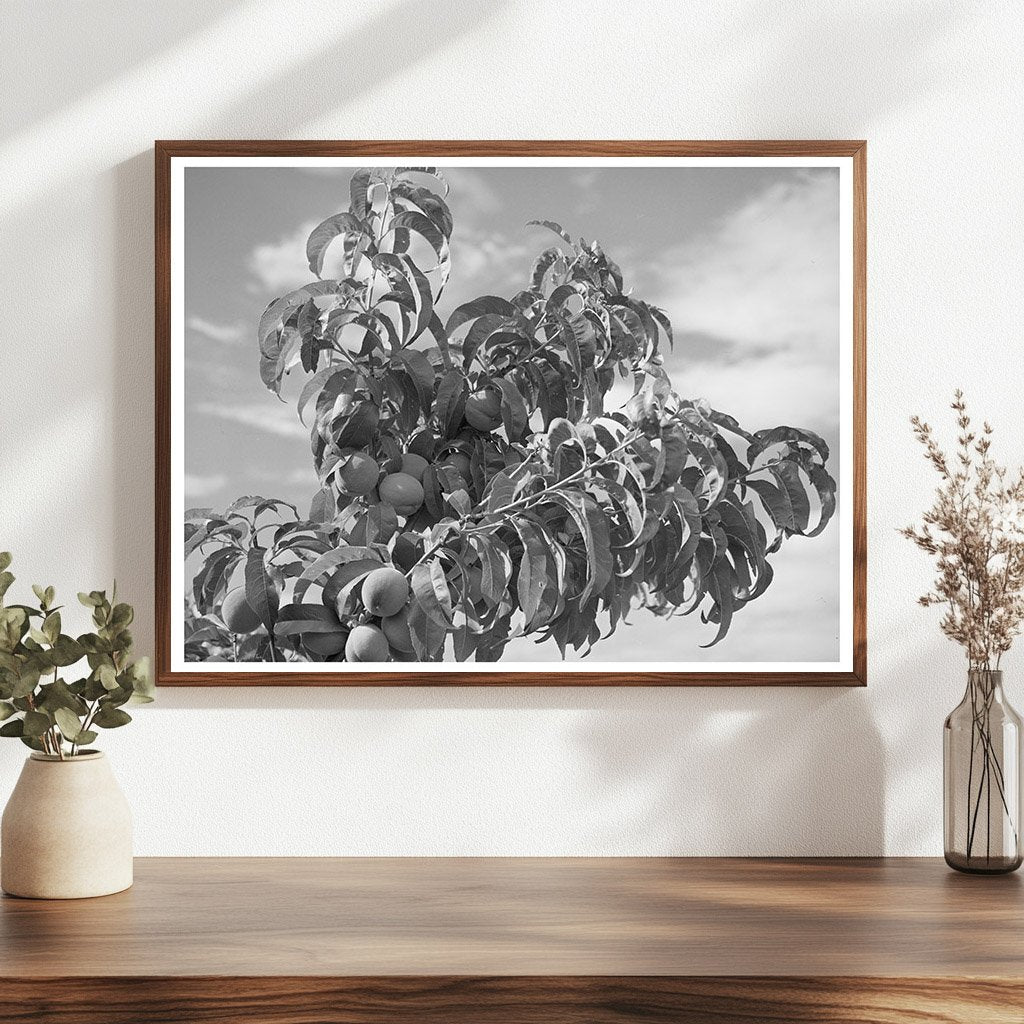 Peach Orchard in Dixon New Mexico July 1940