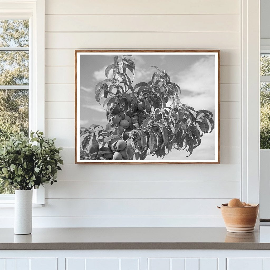 Peach Orchard in Dixon New Mexico July 1940