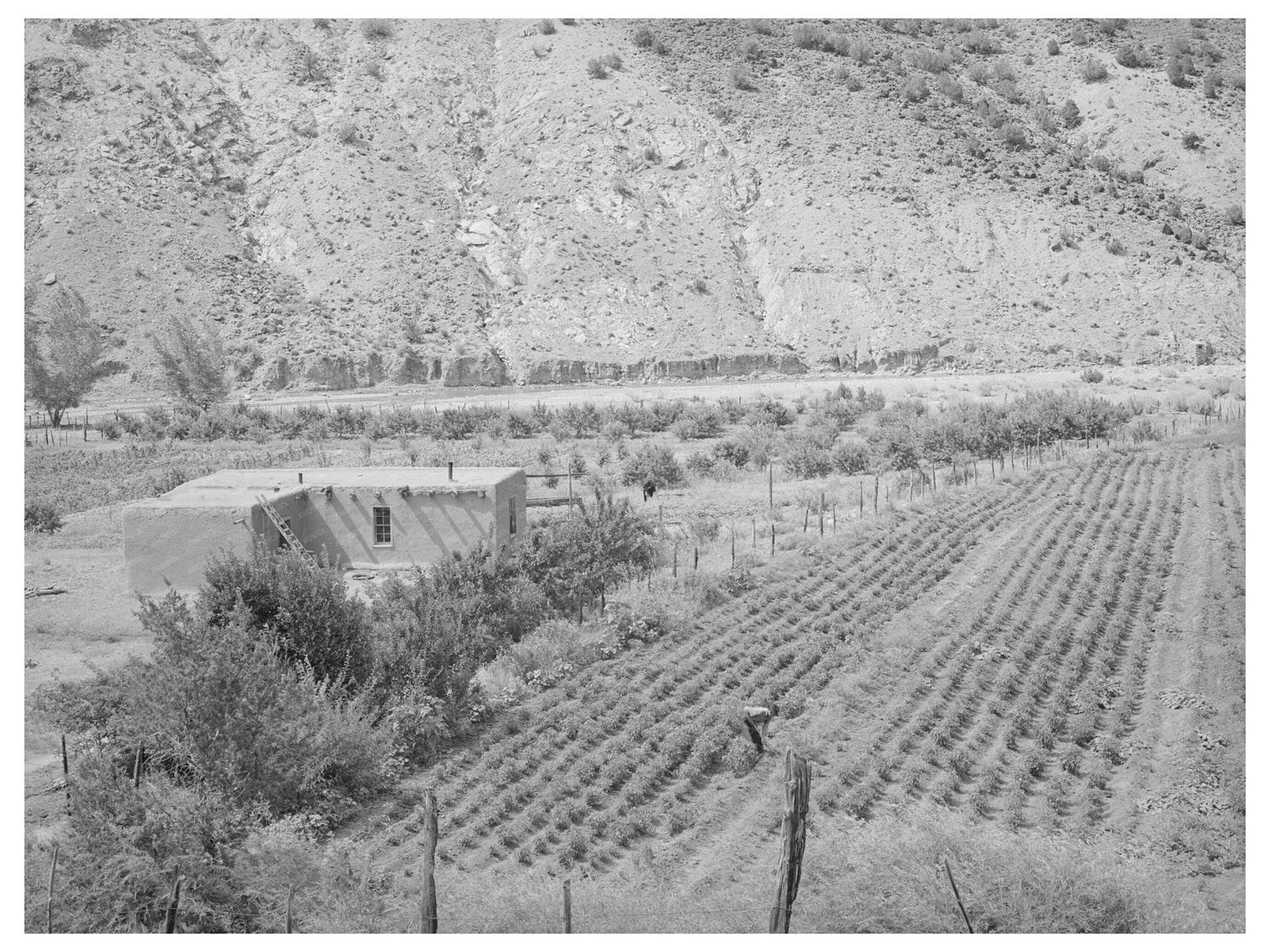 Vintage Hot Peppers Field Dixon New Mexico 1940