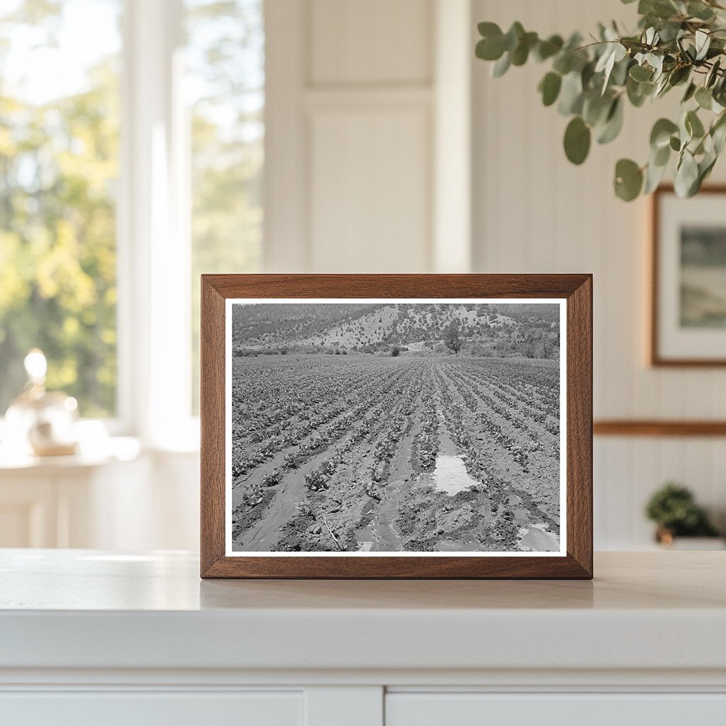 Irrigated Bean Field Amalia Taos County New Mexico 1940