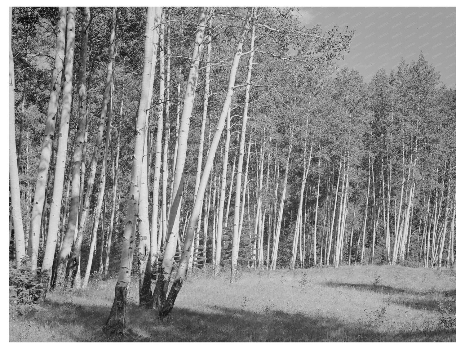 Aspen Grove in Santa Barbara Canyon New Mexico 1940