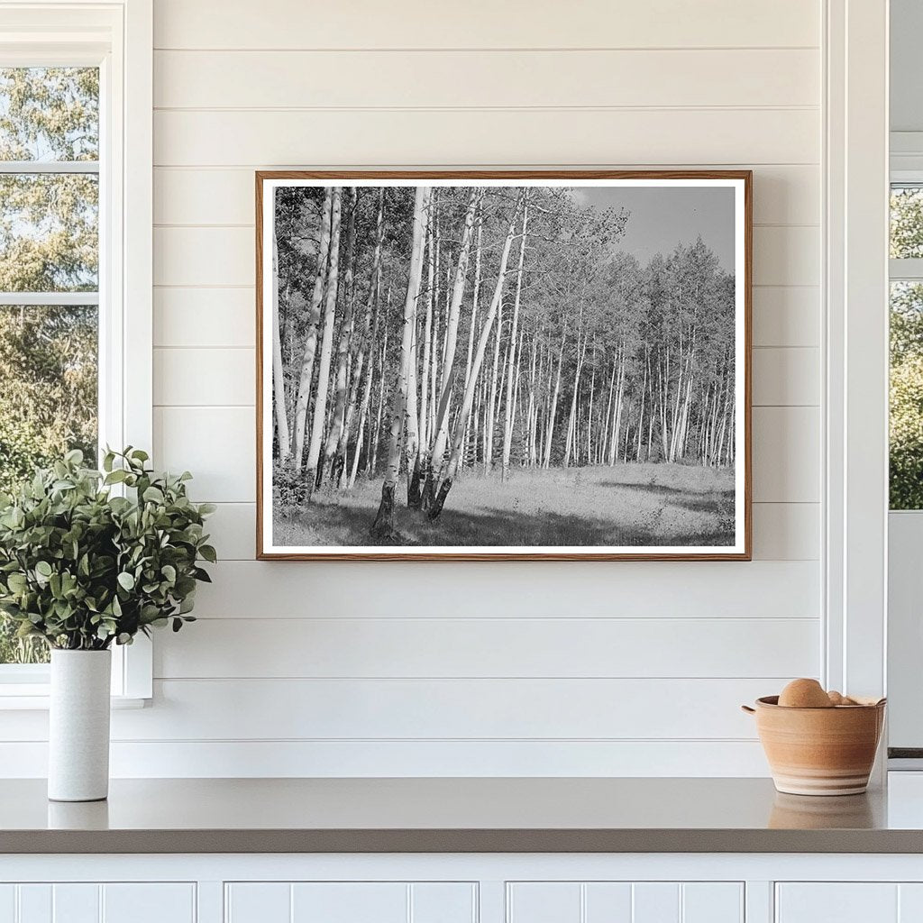 Aspen Grove in Santa Barbara Canyon New Mexico 1940