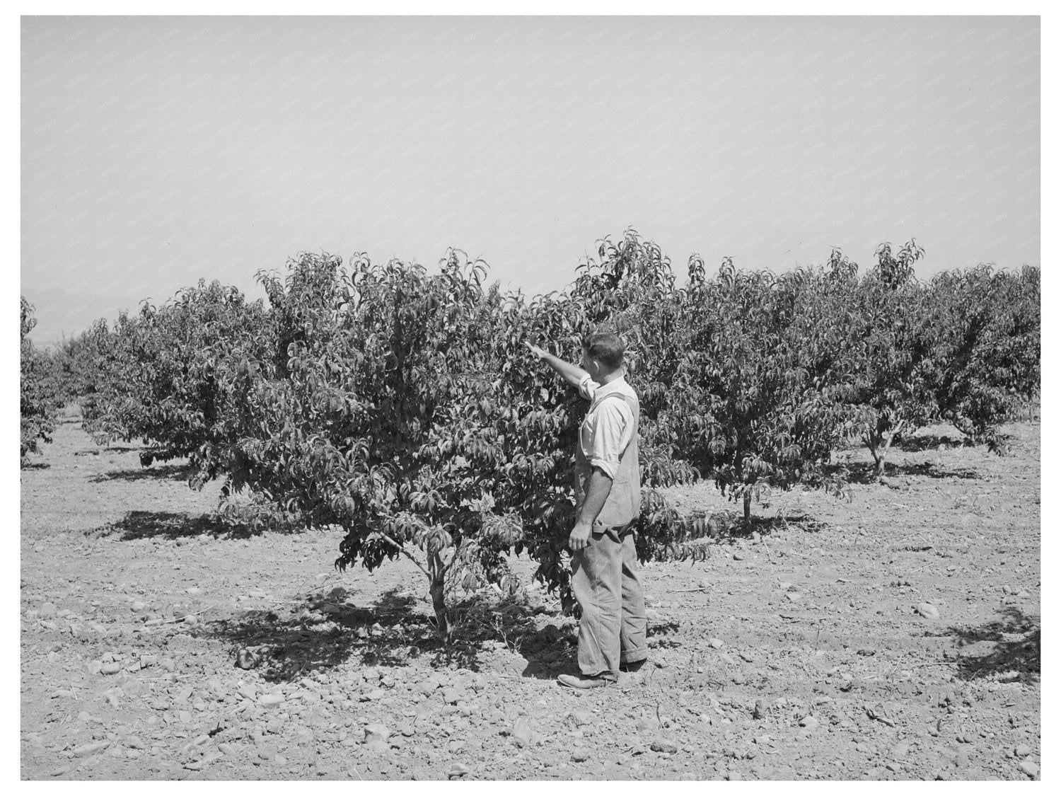 1940 Farmer in Cache County Utah Orchard Assistance Photo