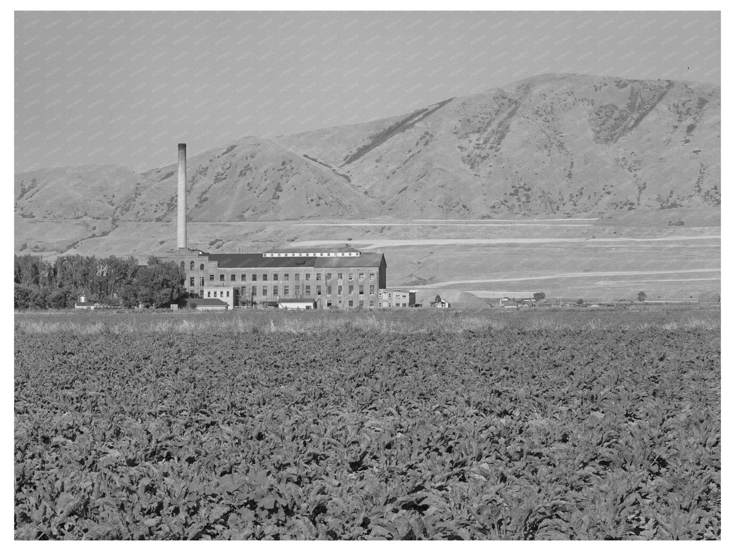Sugar Beet Field and Processing Plant Utah August 1940