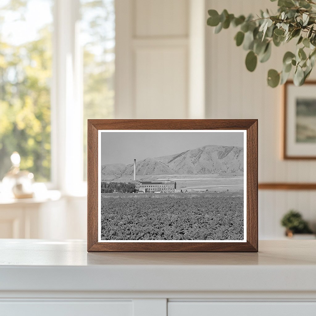 Sugar Beet Field and Processing Plant Utah August 1940