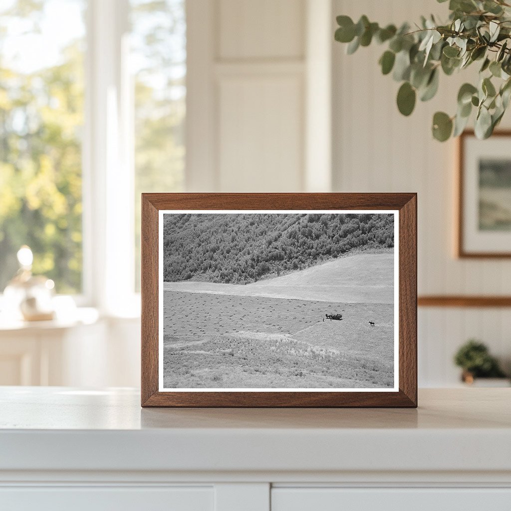 Mountain Hay Field in Cache County Utah August 1940