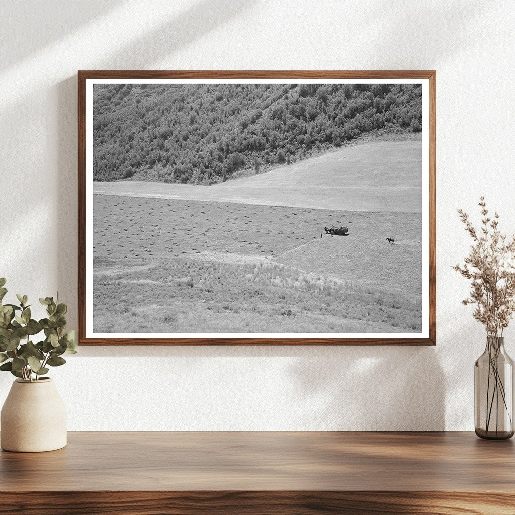 Mountain Hay Field in Cache County Utah August 1940