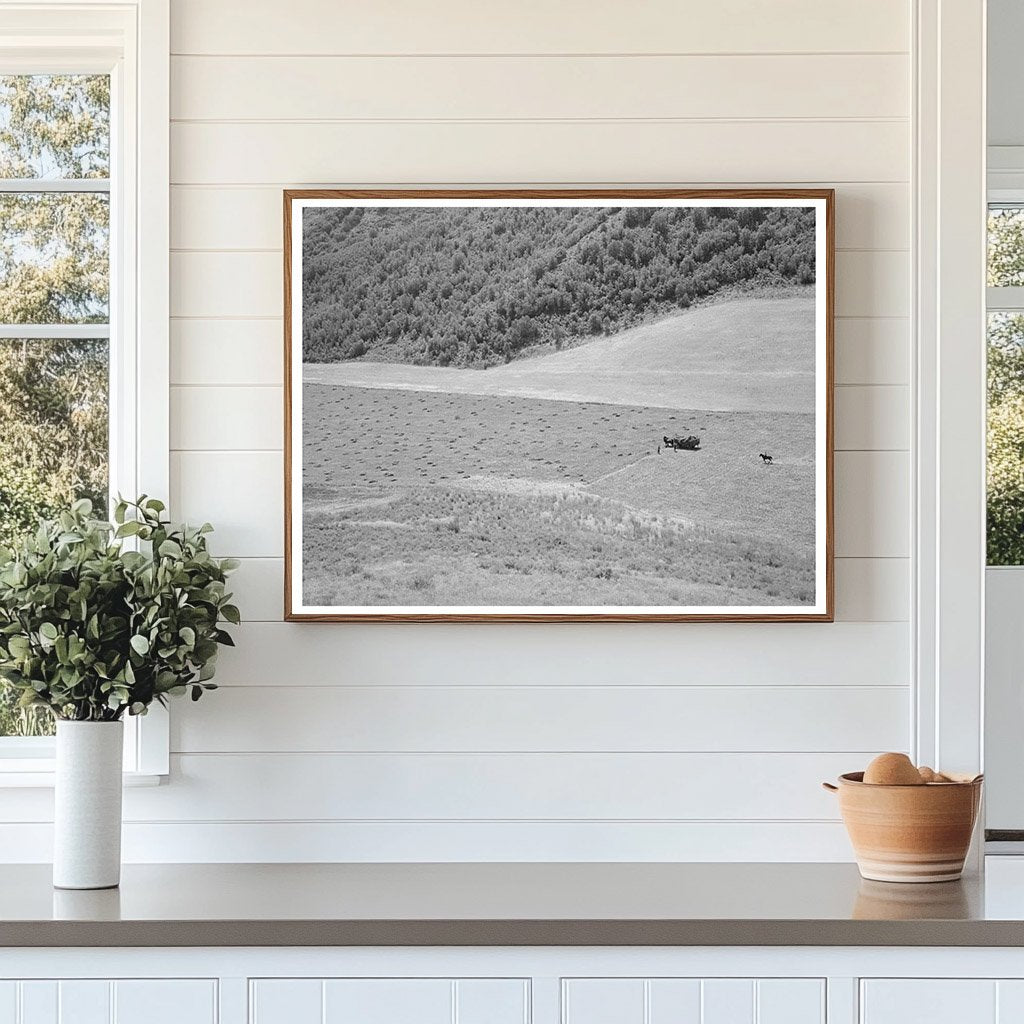 Mountain Hay Field in Cache County Utah August 1940