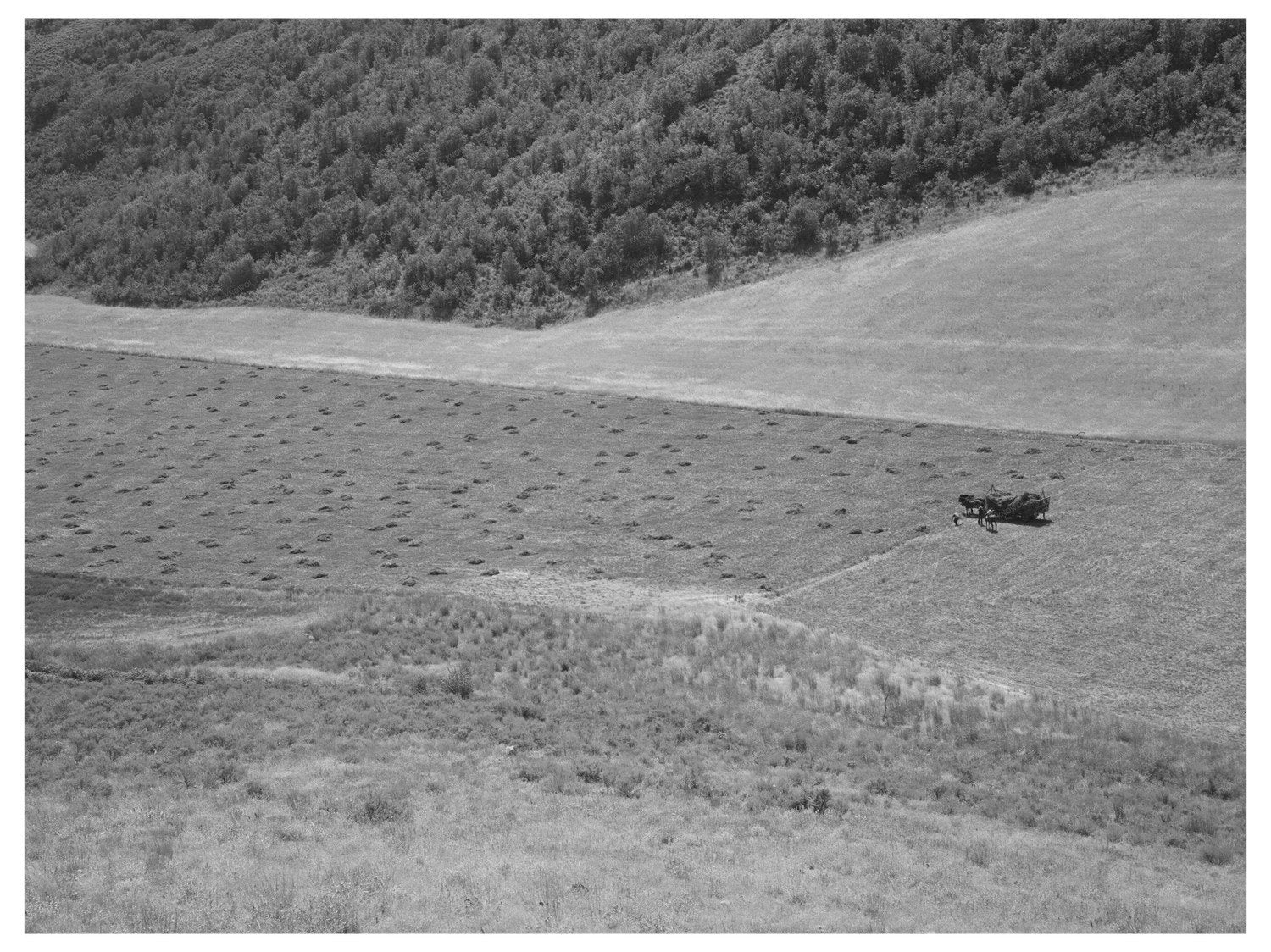 Mountain Hay Field Cache County Utah August 1940