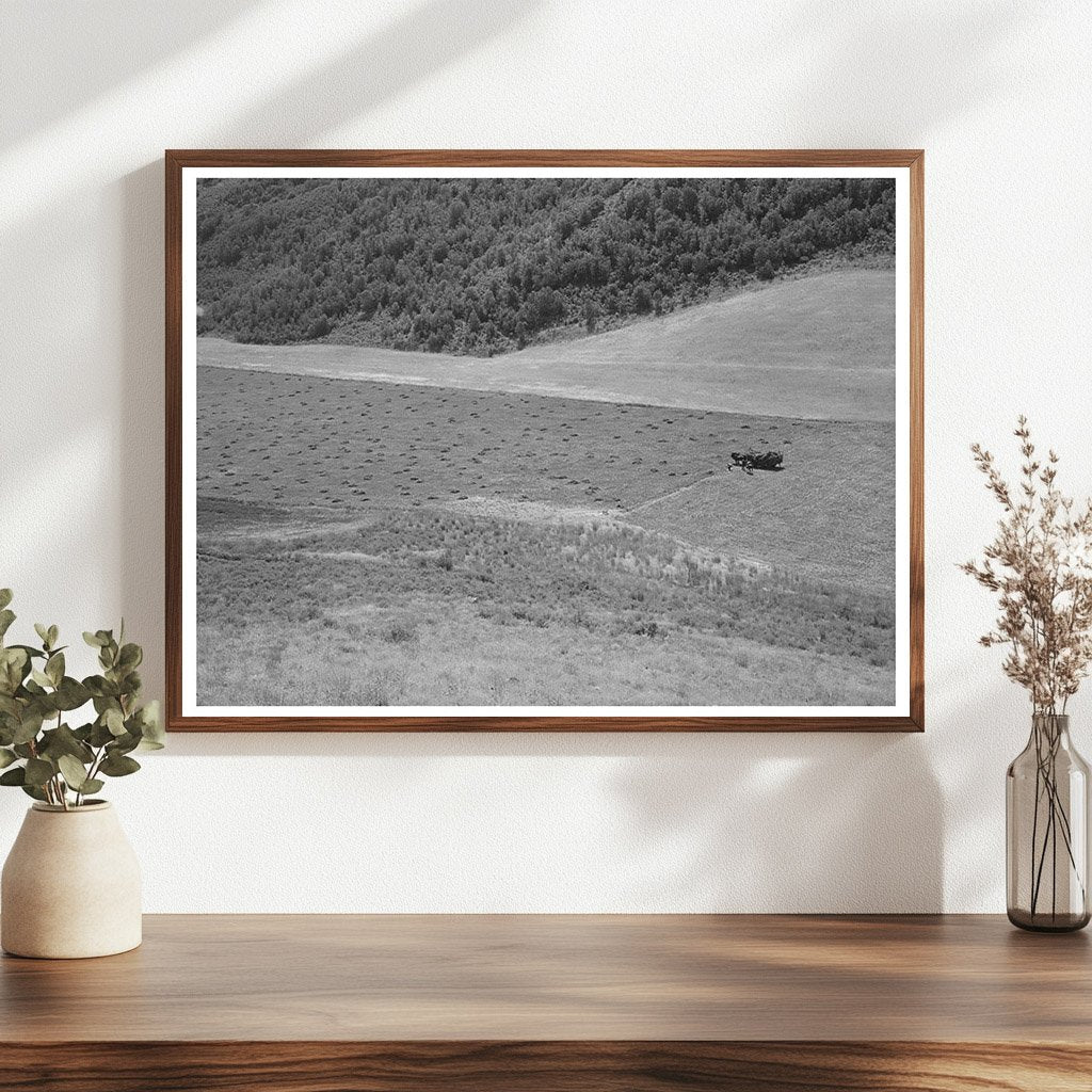 Mountain Hay Field Cache County Utah August 1940