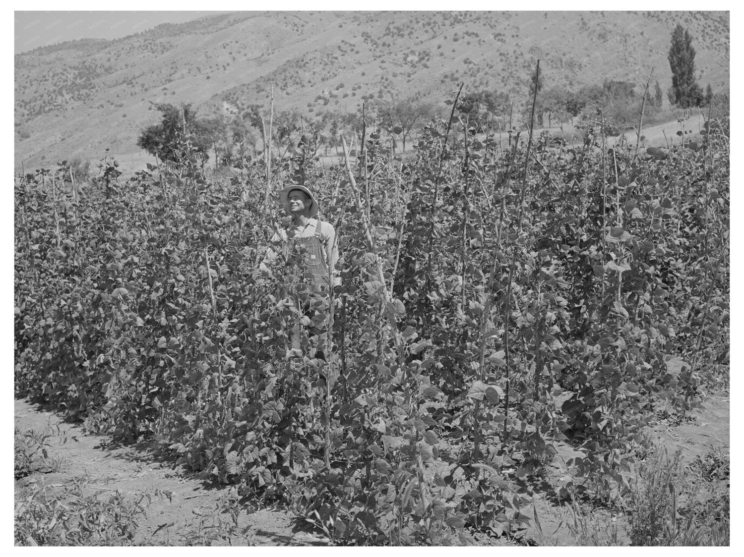 Green Beans Farming in Cache County Utah August 1940