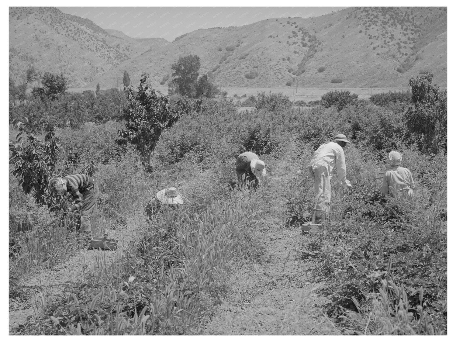 Logan Utah Youth Berry Picking Cache County August 1940