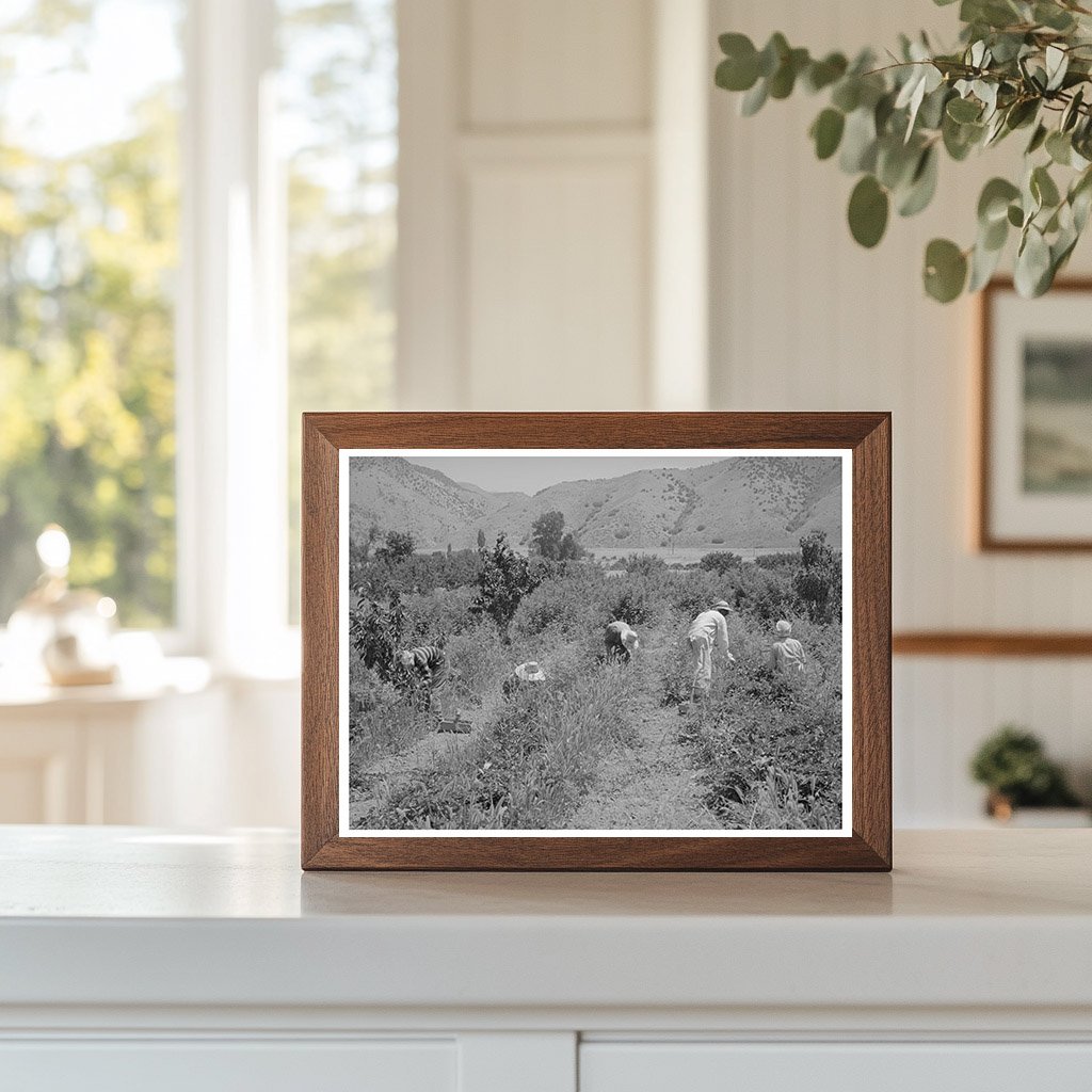 Logan Utah Youth Berry Picking Cache County August 1940