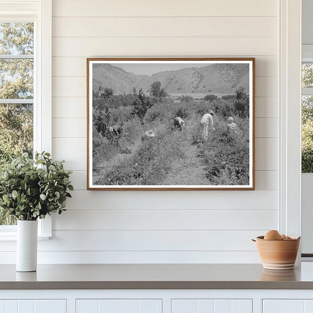Logan Utah Youth Berry Picking Cache County August 1940
