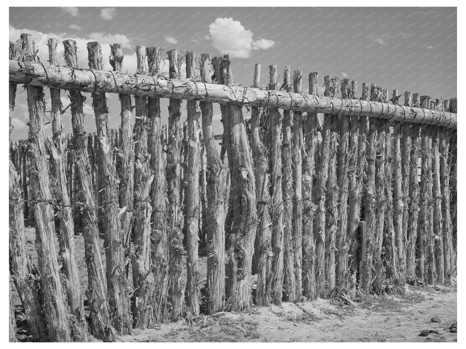 Mormon Farmer Fence Box Elder County Utah August 1940