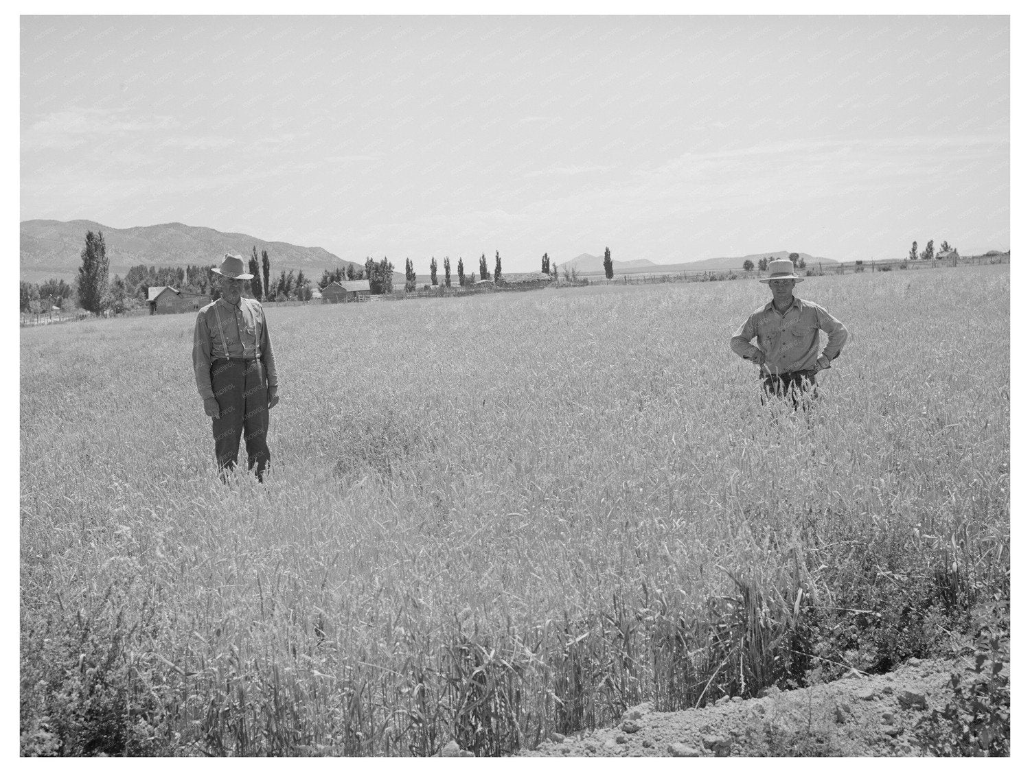 Wheat Fields in Box Elder County Utah August 1940