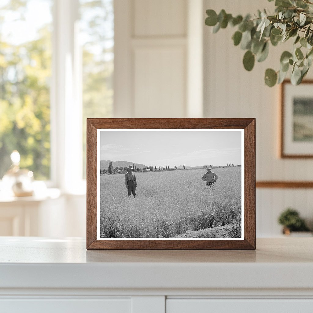 Wheat Fields in Box Elder County Utah August 1940