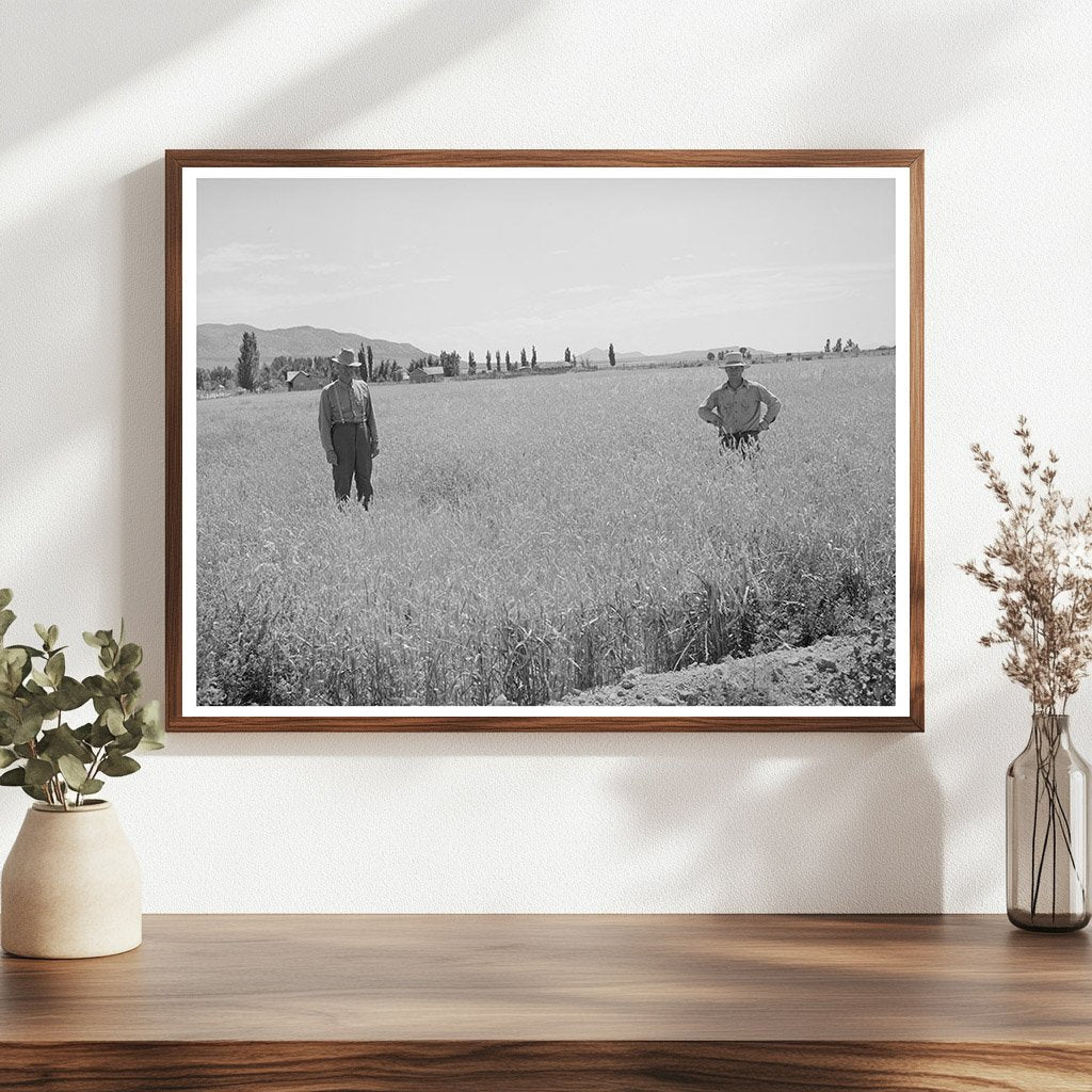 Wheat Fields in Box Elder County Utah August 1940