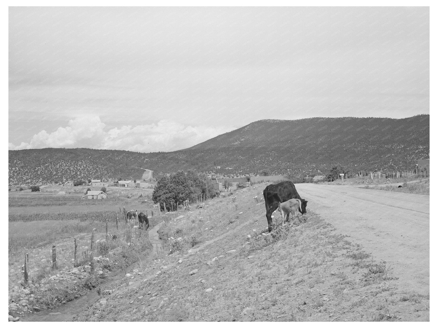 Cows by Irrigation Ditch in Penasco New Mexico 1940